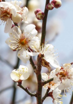 梅の花
