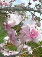 八重桜