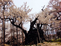 山高神代桜