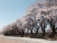三代校舎ふれあいの里の桜